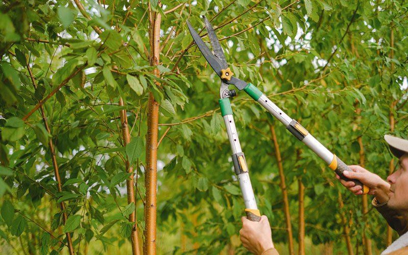 Tree trimming in Hillsboro, IA