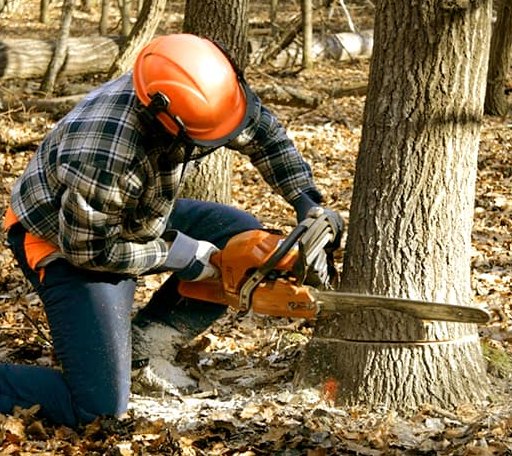 Tree Removal in Hillsboro, IA